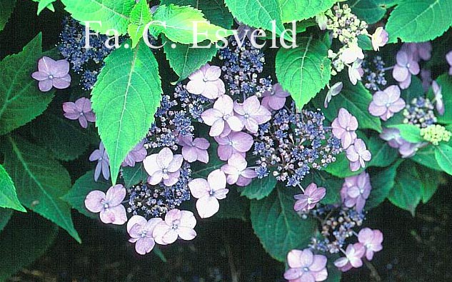 Hydrangea serrata 'Maiko'