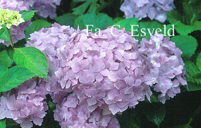 Hydrangea macrophylla 'Frillibeth'