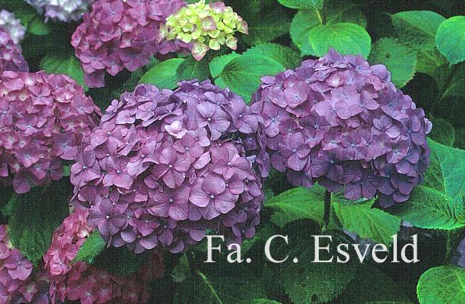 Hydrangea macrophylla 'Marechal Foch'