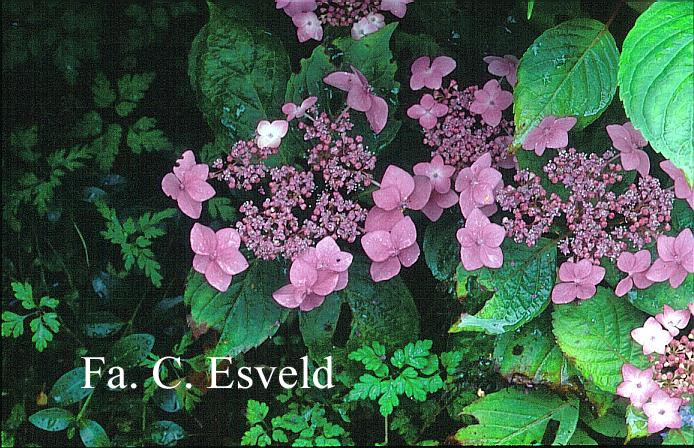 Hydrangea macrophylla 'Dart's Songbird'