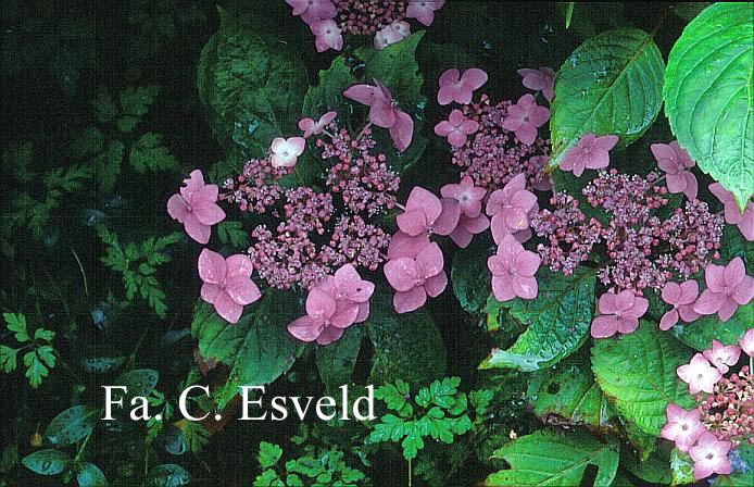 Hydrangea macrophylla 'Dart's Songbird'