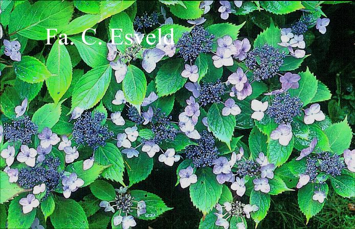 Hydrangea serrata 'Forget Me Not'