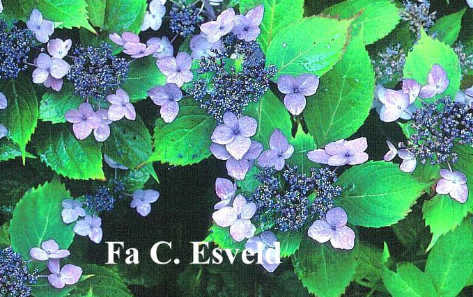 Hydrangea serrata 'Forget Me Not'