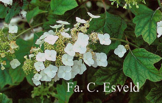 Hydrangea quercifolia 'Flemigea' (SNOWQUEEN)