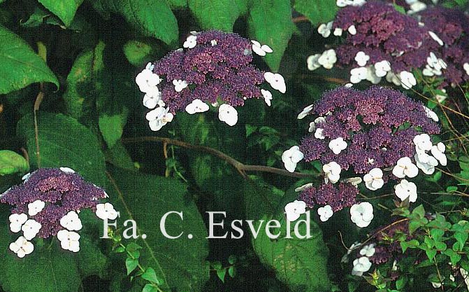 Hydrangea aspera 'Macrophylla'