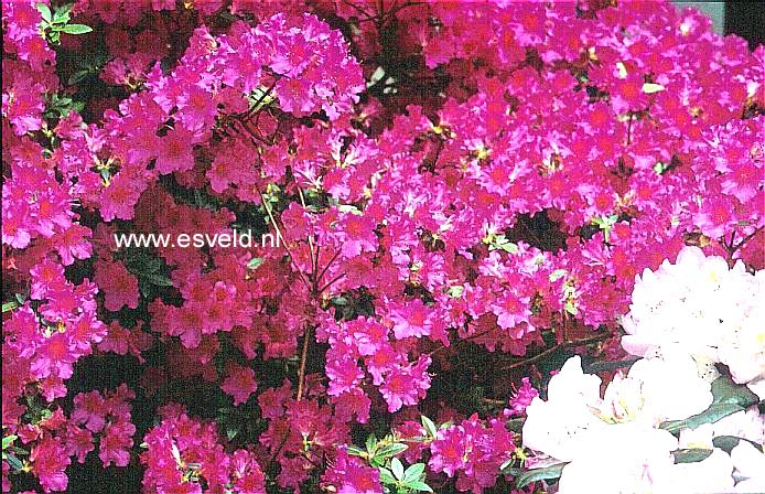 Azalea 'Purple Splendor'