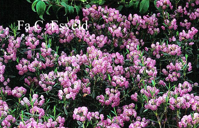 Kalmia polifolia