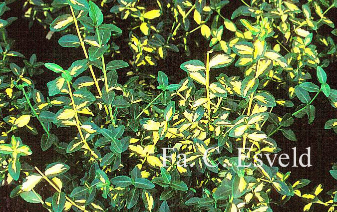 Euonymus fortunei 'Interbolwi' (BLONDY)