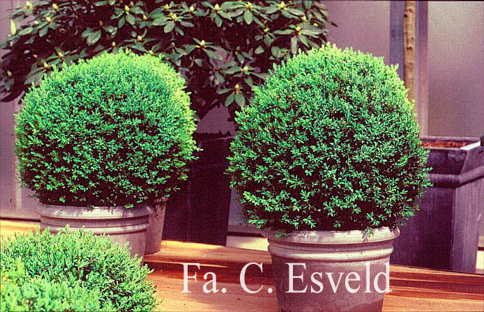 Buxus sempervirens