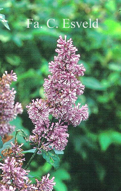 Syringa 'Nocturne'