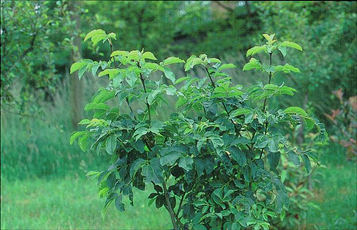 Fraxinus retusa