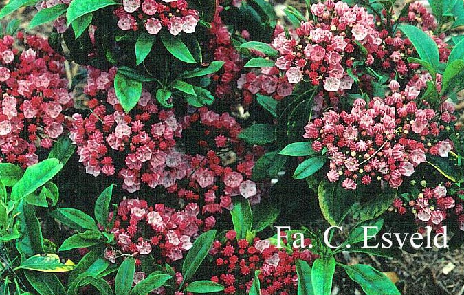 Kalmia latifolia 'Richard Jaynes'