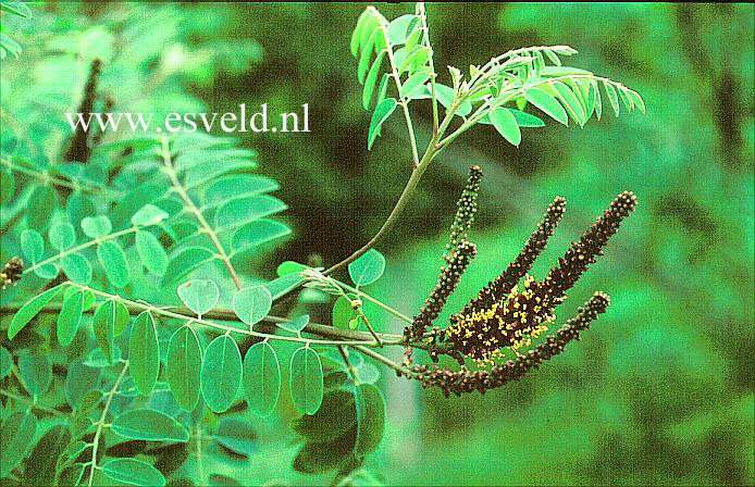 Amorpha cyanostachya