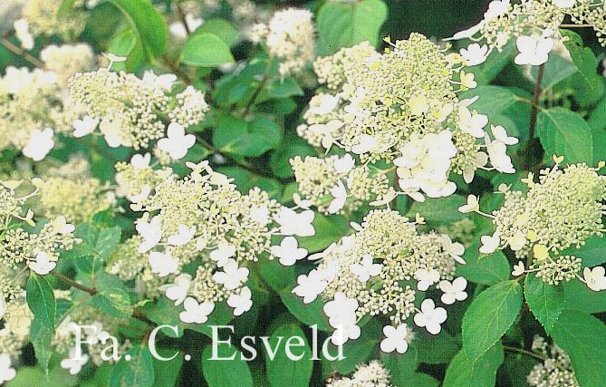 Hydrangea paniculata 'Brussel's Lace'