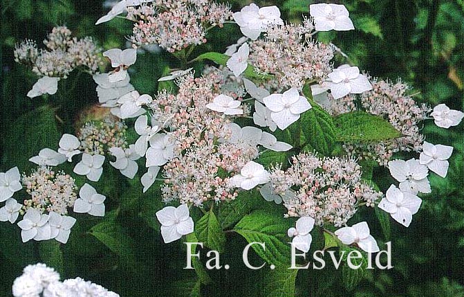 Hydrangea serrata 'Oto hime'