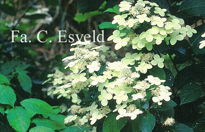 Hydrangea paniculata