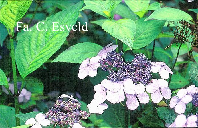 Hydrangea serrata 'Forget Me Not'