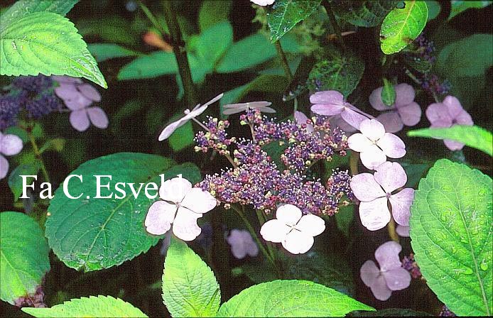 Hydrangea serrata 'Forget Me Not'