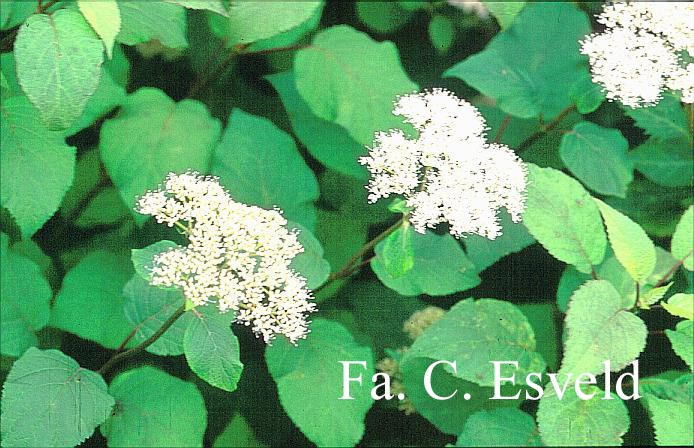 Hydrangea arborescens radiata