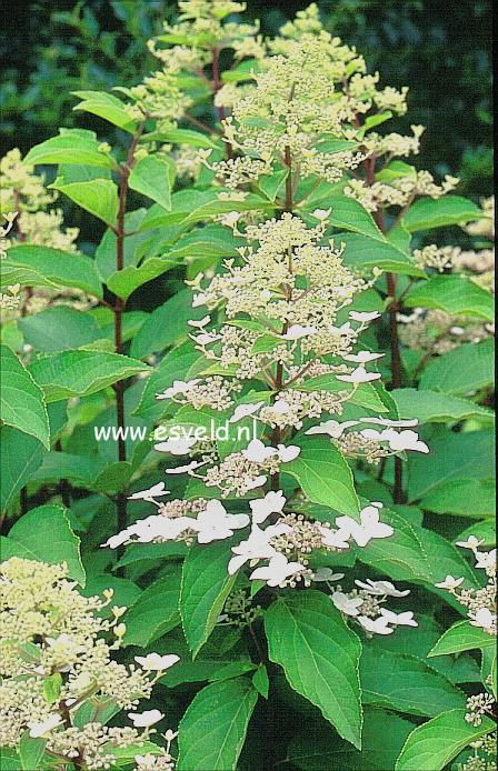 Hydrangea paniculata 'Last Post'