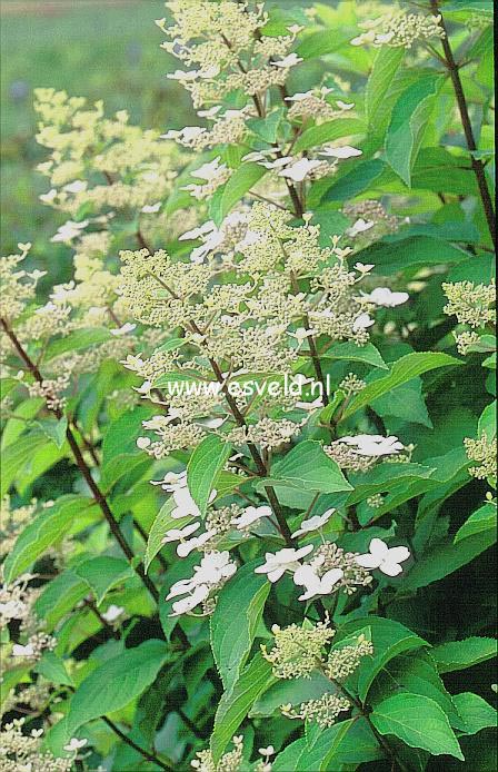 Hydrangea paniculata 'Last Post'