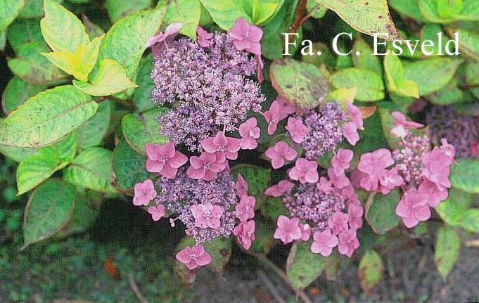 Hydrangea macrophylla 'Dart's Romance'