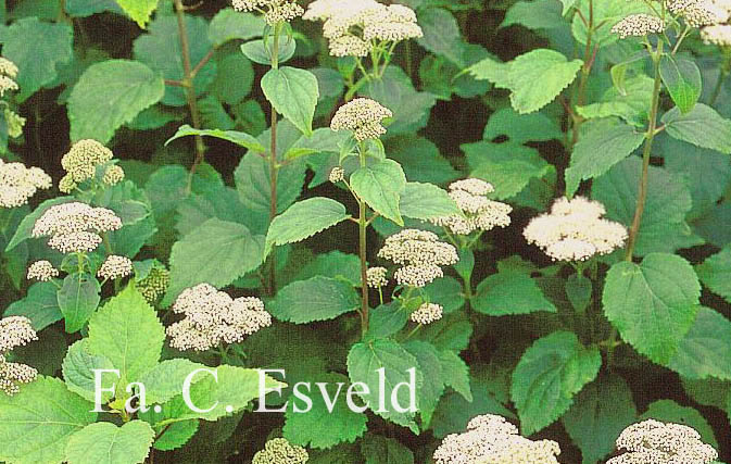 Hydrangea hirta