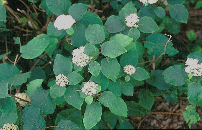 Hydrangea arborescens radiata