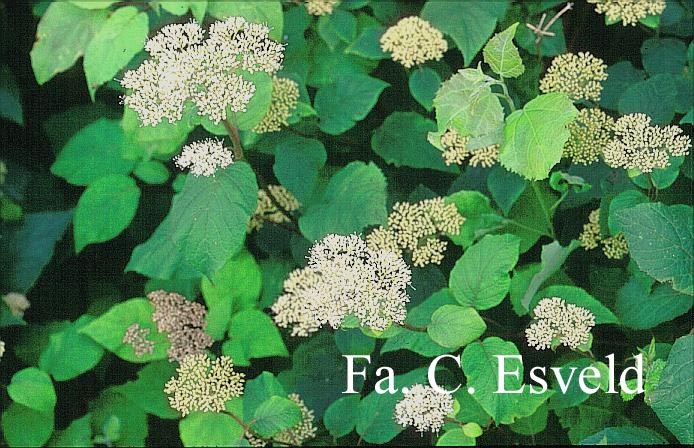 Hydrangea arborescens radiata