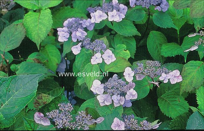 Hydrangea serrata