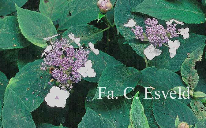 Hydrangea involucrata