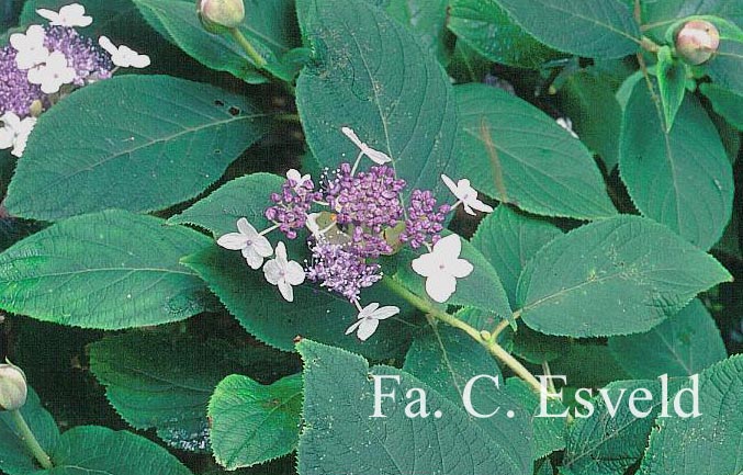 Hydrangea involucrata