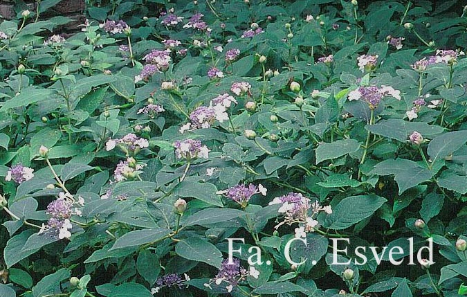 Hydrangea involucrata