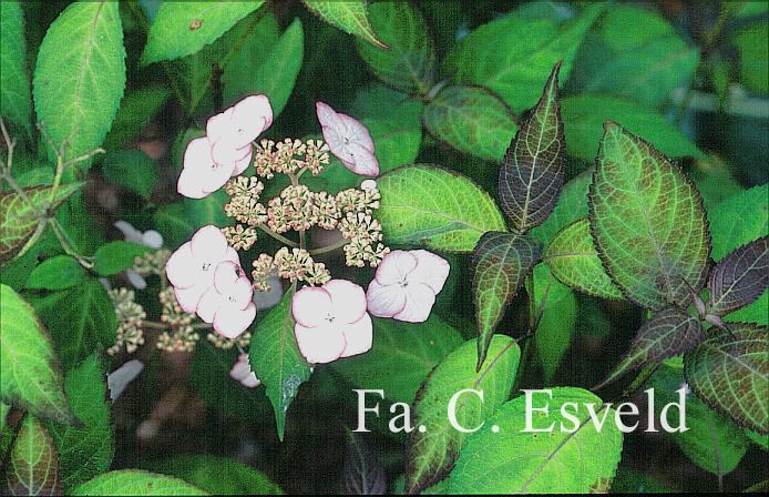 Hydrangea serrata 'Kiyosumi'