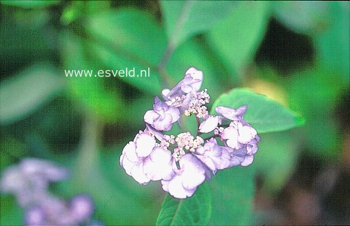 Hydrangea serrata