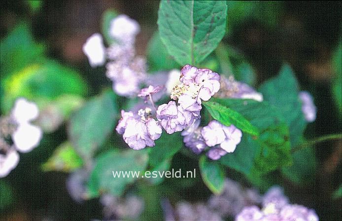 Hydrangea serrata