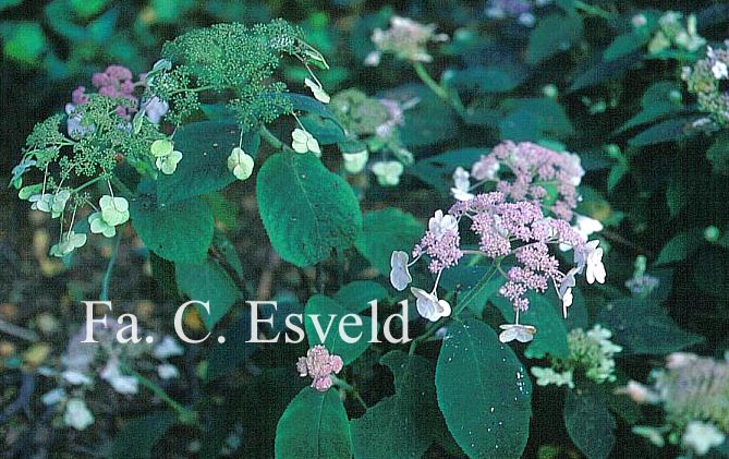 Hydrangea involucrata