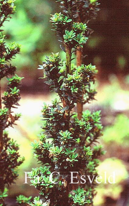 Taxus baccata 'Green Column'