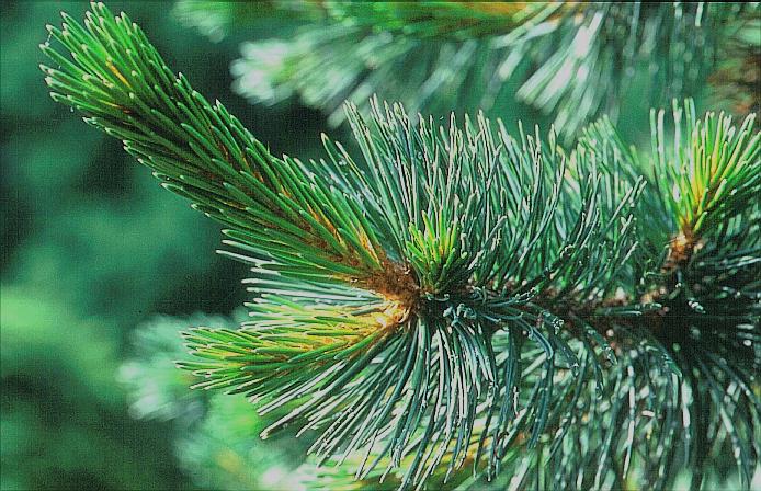 Pinus aristata