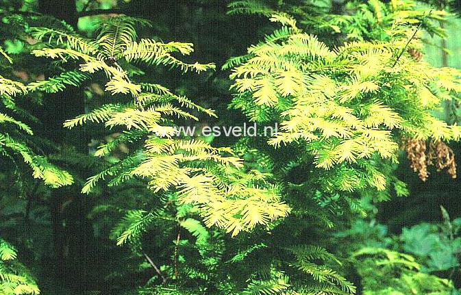 Metasequoia glyptostroboides 'Ogon' (GOLDRUSH)