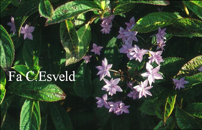 Hydrangea serrata 'Shichi danka'