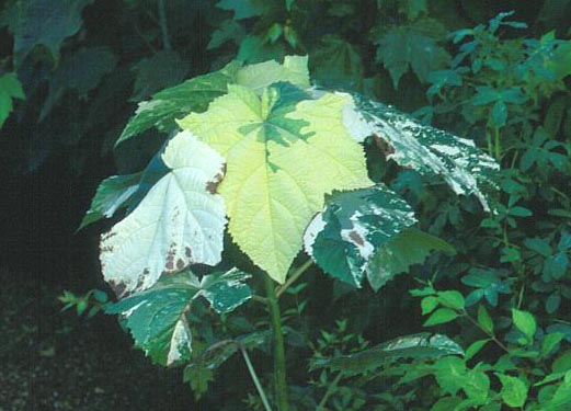 Paulownia elongata