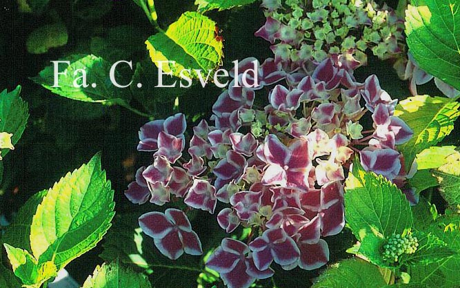 Hydrangea macrophylla 'Frau Katsuko' (LADY KATSUKO)