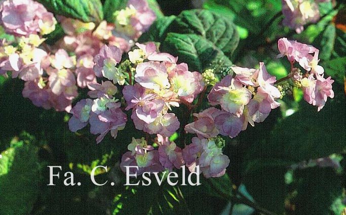 Hydrangea serrata 'Yae no amache'