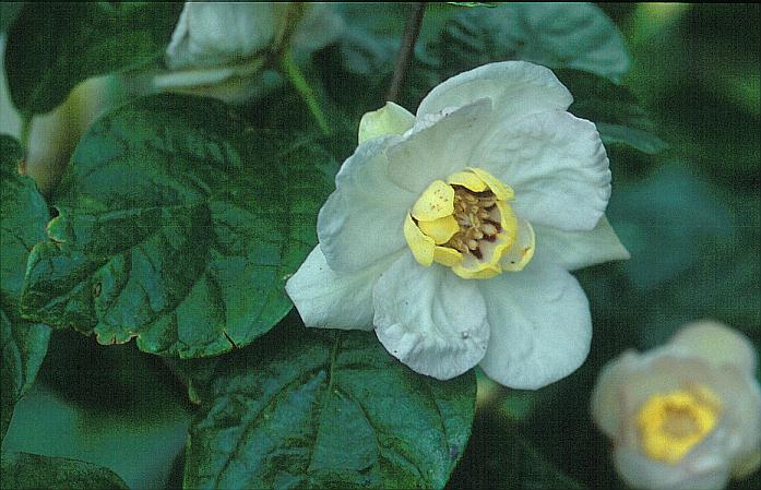 Calycanthus chinensis