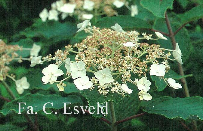 Hydrangea heteromalla