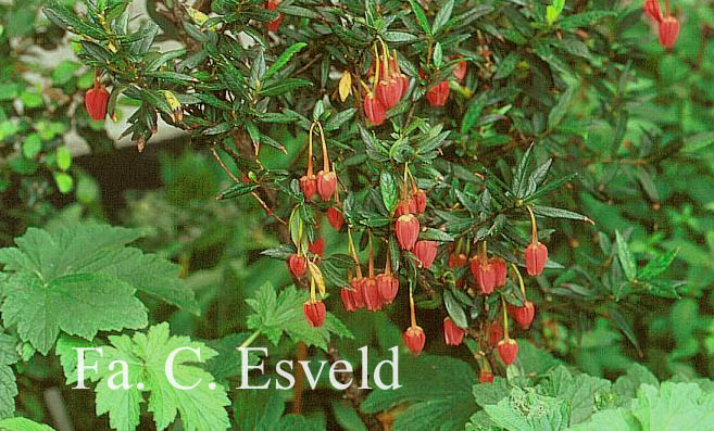 Crinodendron hookerianum