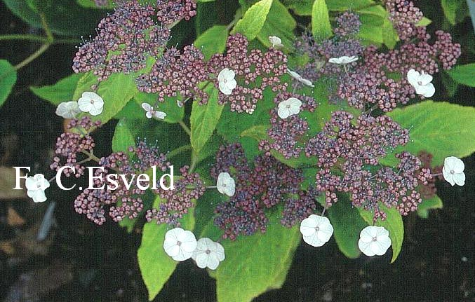 Hydrangea aspera subsp. robusta