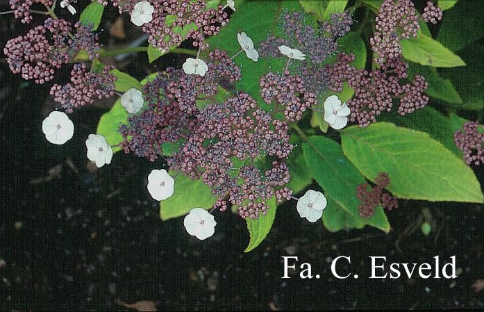 Hydrangea aspera subsp. robusta