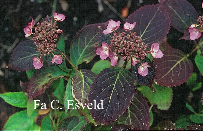 Hydrangea serrata 'Spreading Beauty'